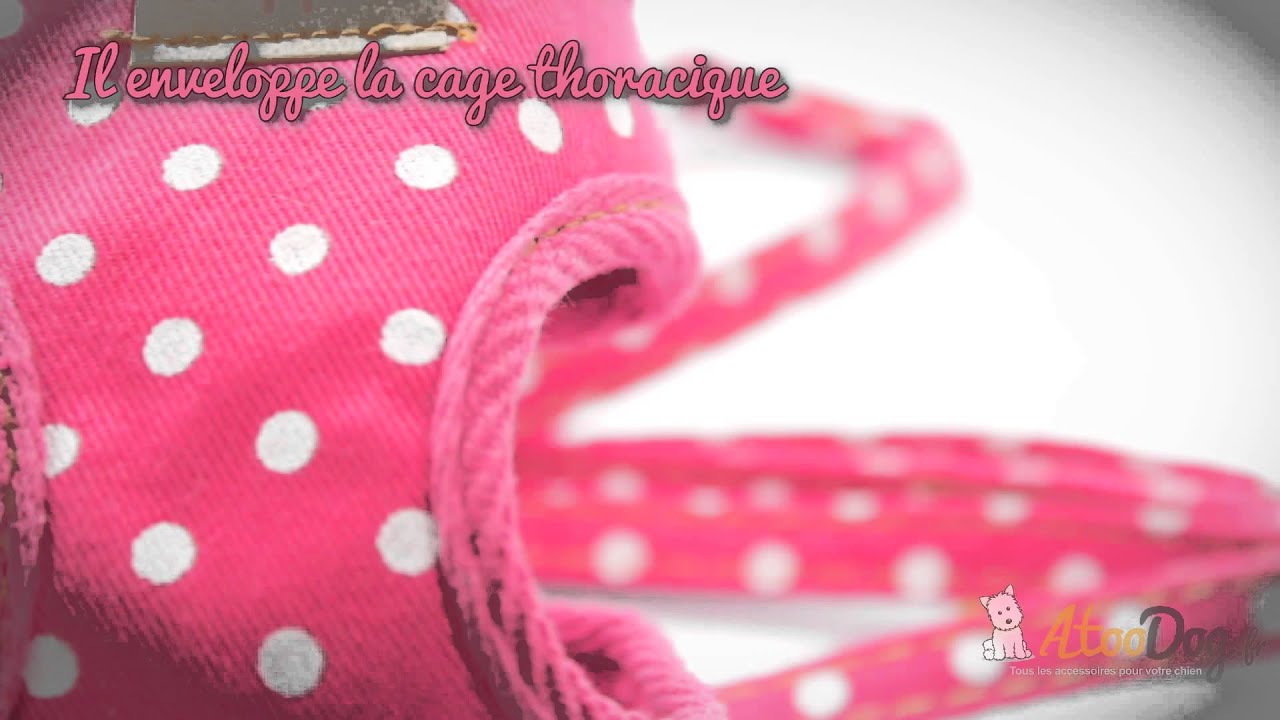 Harnais Pour Petit Chien