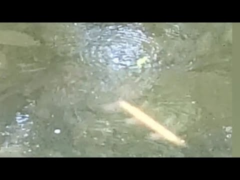 Flying Rods Creatures PARANORMAL FLYING RODS ARE MY FRIENDS - YouTube