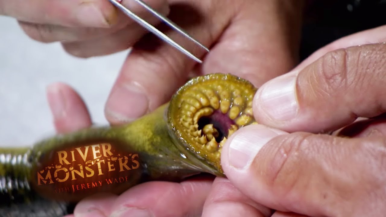 lamprey dissection river monsters youtube