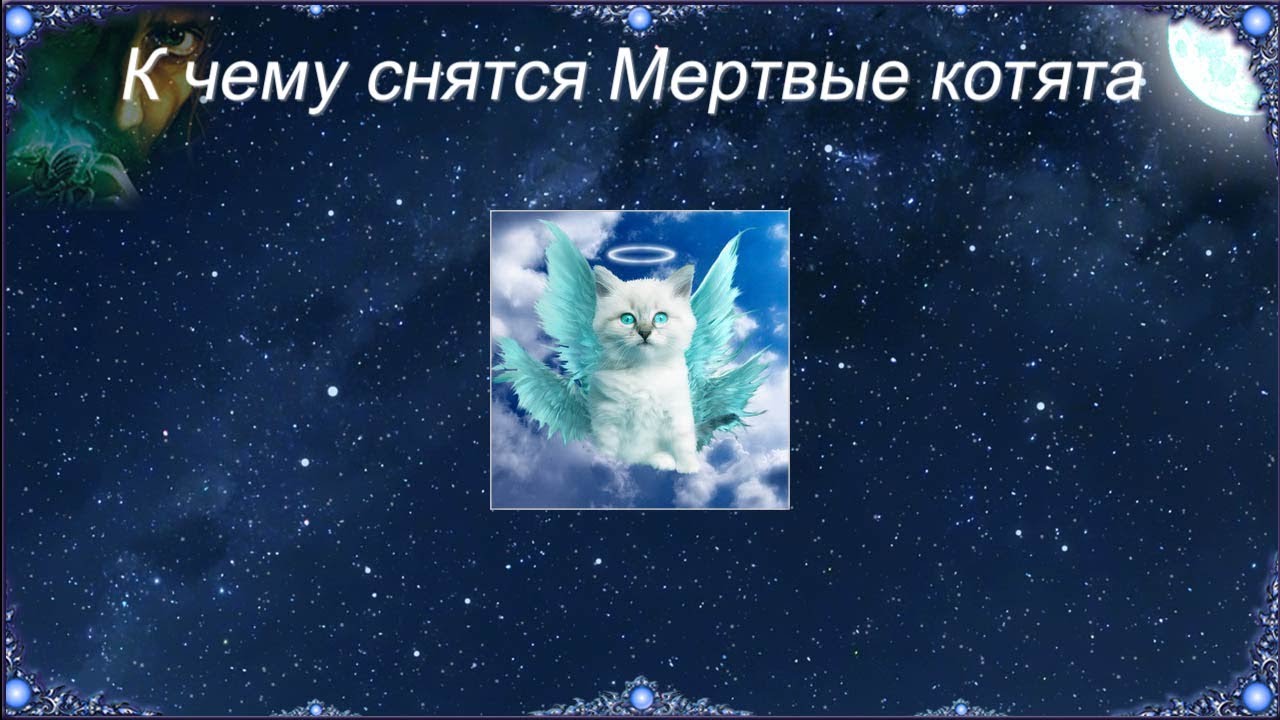 К чему снятся Мертвые котята (Сонник)