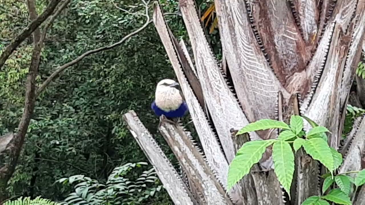 Blue-bellied Roller | Bird Paradise Singapore