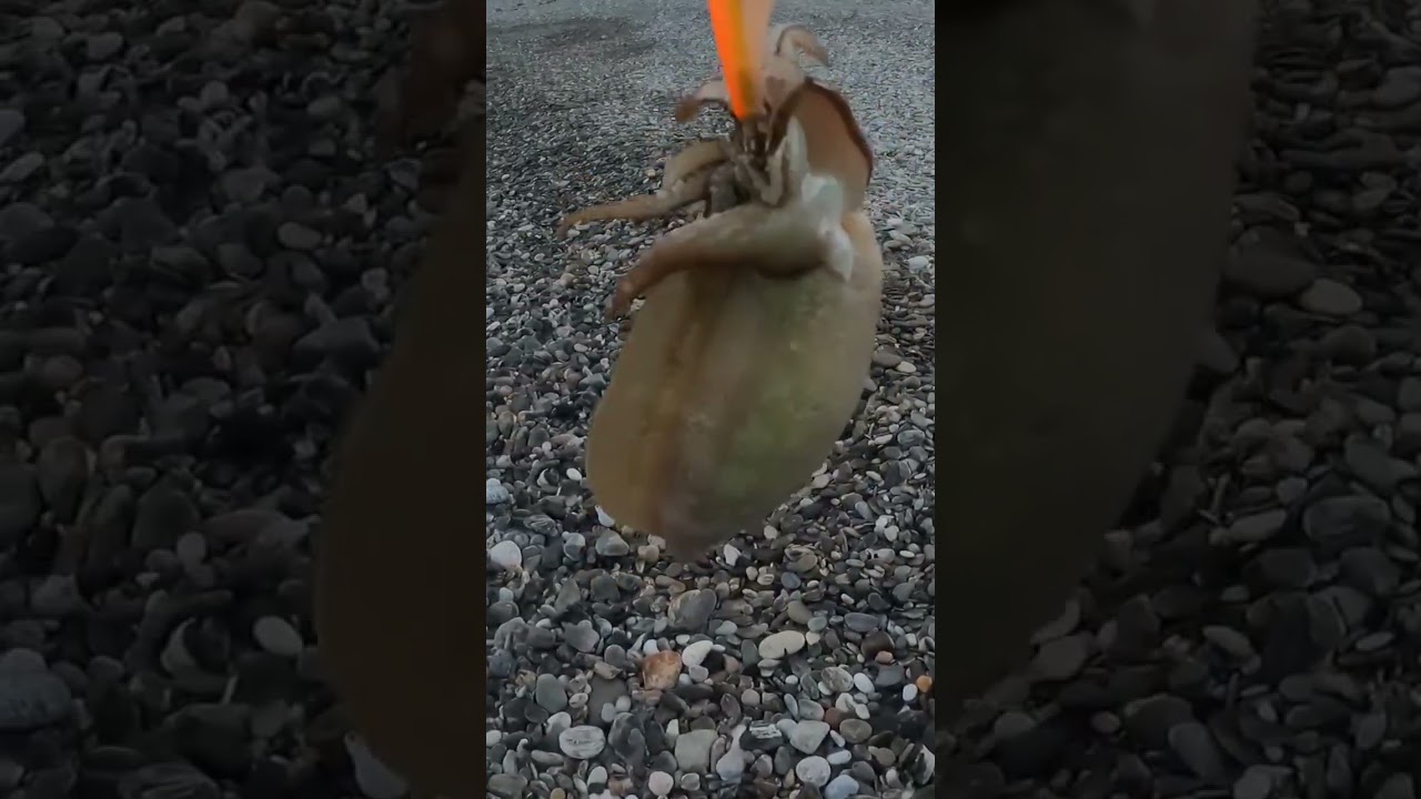 COMO PESCAR MAS SEPIAS!!!!