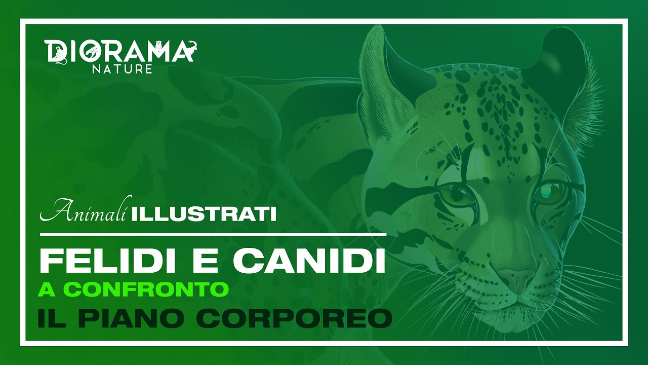 Felidi FELIDI E CANIDI A CONFRONTO - 𝘐𝘓 𝘗𝘐𝘈𝘕𝘖 𝘊𝘖𝘙𝘗𝘖𝘙𝘌𝘖 | 🐯 ️ 𝐀𝐍𝐈𝐌𝐀𝐋𝐈 ...