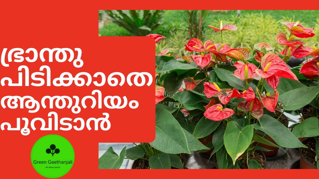 Anthurium Flowering Tips, Care and propagation in Malayalam, How to grow Anthurium