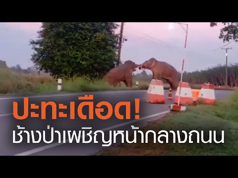 ระทึก! ช้างป่าตกมันฟาดงวงกันกลางถนน | TNN ข่าวเย็น | 22-11-63