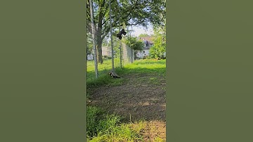 The $500 ARRMA Notorious 6S BLX Is A MONSTER