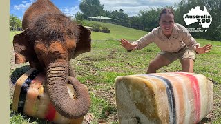 A giant ice block for our awesome elephants | Australia Zoo Life