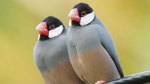 Java finches care and breeding explained