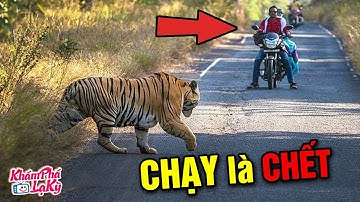 ⚠️ 7 khoảnh khắc đối mặt với động vật Săn Mồi Nguy Hiểm vô tình được camera ghi lại| Khám Phá Lạ Kỳ