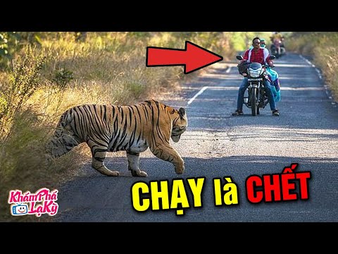 Video ⚠️ 7 khoảnh khắc đối mặt với động vật Săn Mồi Nguy... - youtube