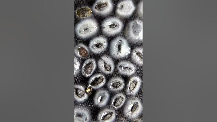 Basil Seeds Soak in Water #timelapse #shorts