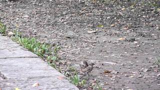 麻雀幼鳥1040602