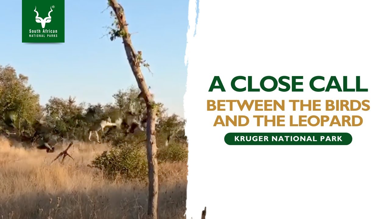 Close Call in the Wild: A Kruger National Park Adventure 