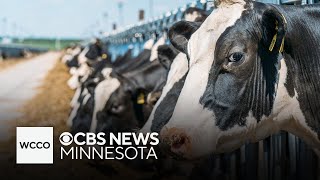 Cows at South Dakota dairy farm contract bird flu