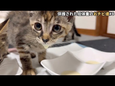 I thought the kittens were doing fine, but overnight, things
