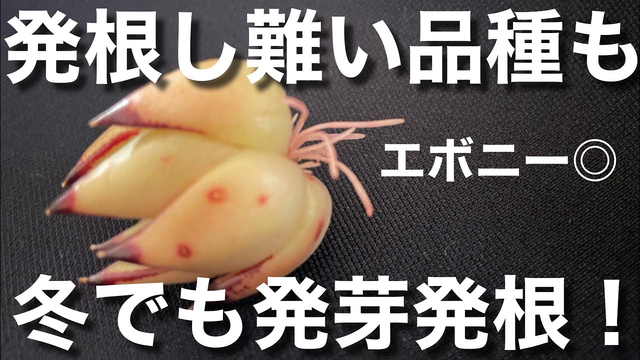 お魚さん大量抜き苗 Succulents #SucculentPlants #HowToGrowSucculents [Succulents] Try