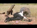 Komodo Dragons Hungry Eating a Resident Goat Full HD