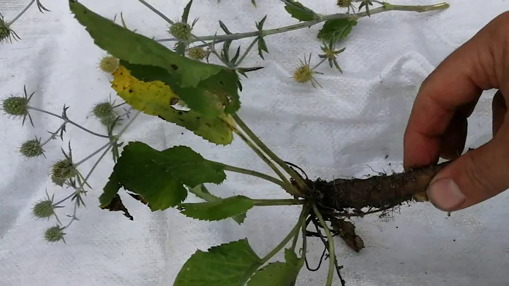 Mikoajek paskolistny Eryngium planum ma grube poyw...