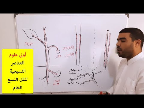 العناصر النسيجية لنقل النسغ الخام حسب التدرج الجديد