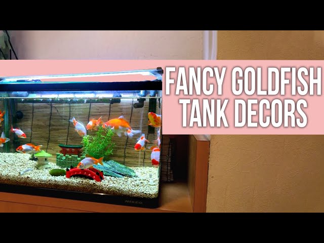 5 Best Fancy Goldfish Tank Decors 