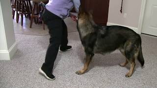 Scent Indication:Step 10 kong at nose 1 Update