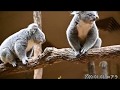 コアラ koala 002 東山動植物園 2020/01/03