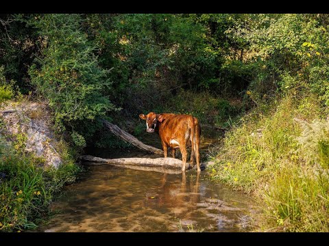 White Cloud Ranch | 266 Acres | Athens Texas Ranch For Sale