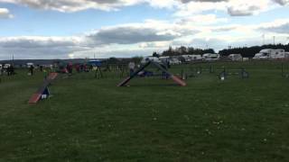 Alicia & Barney Grade 7 agility WBSDS 5th place
