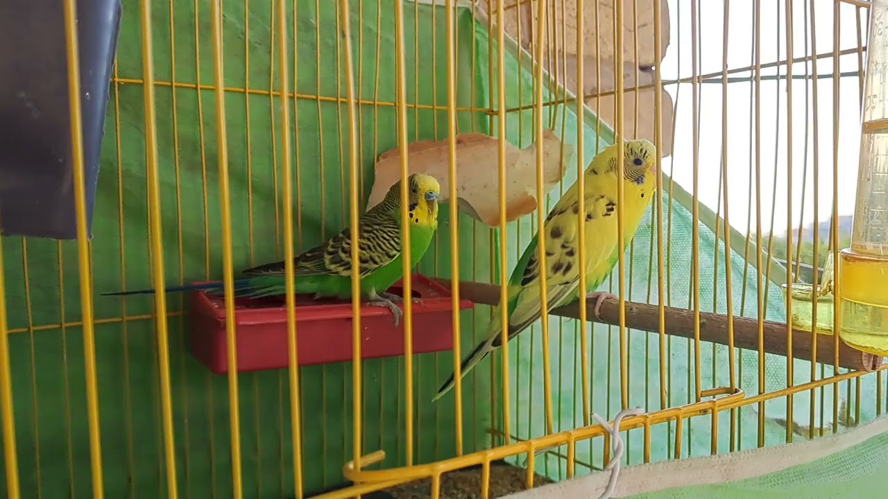 Budgie Bliss: Exploring the Joyful and Vibrant Lives of Parakeets"