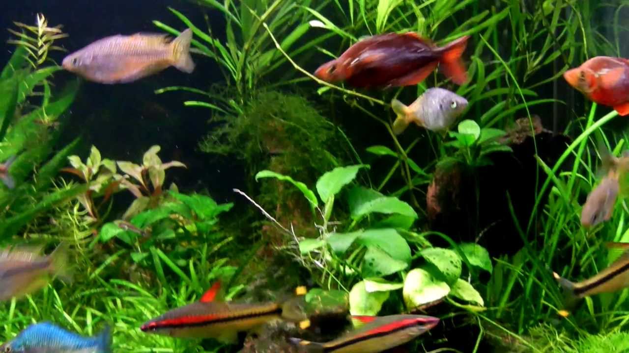 planted rainbowfish aquarium feeding youtube