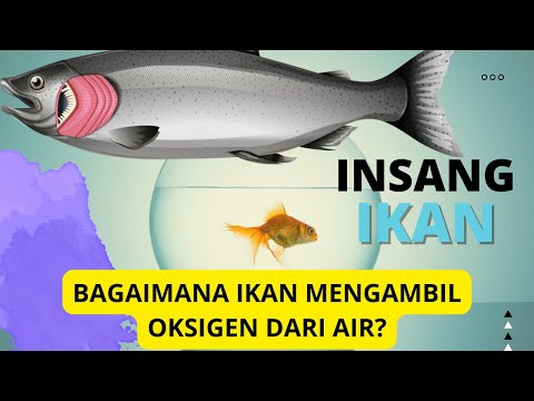 Video: Lengkungan insang ikan. Fungsi gerbang insang