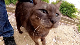 個性的な顔の黒猫が鼻息を荒くして足にスリスリしてきた