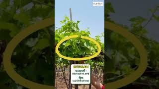 द्राक्ष खरड छाटणीनंतर जबरदस्त फरक Nutrilam वापरल्याने एकसारखे फुटवे@nutrifertagriinputspvtltd7945