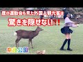 鹿の運動会も見た外国人観光客は驚きを隠せない🫎奈良公園