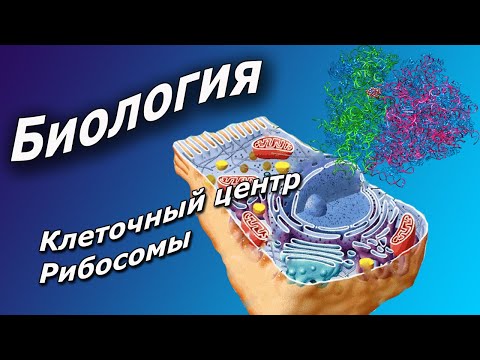 Клеточный центр. Рибосомы