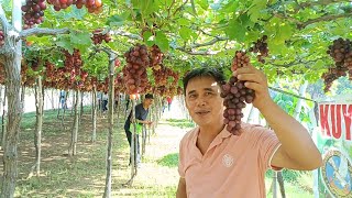 Grape pick n pay.Bauang La Union.