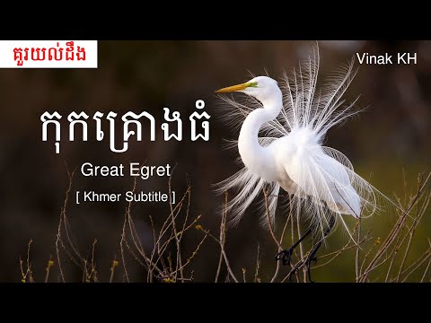 Vinak KH - កុកគ្រោងធំ Great Egret