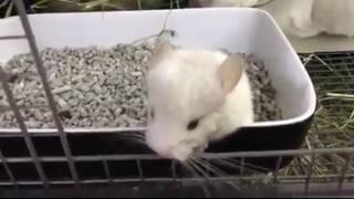 Baby chinchillas playing. Cute and funny animals compilation. Chinchillas family.