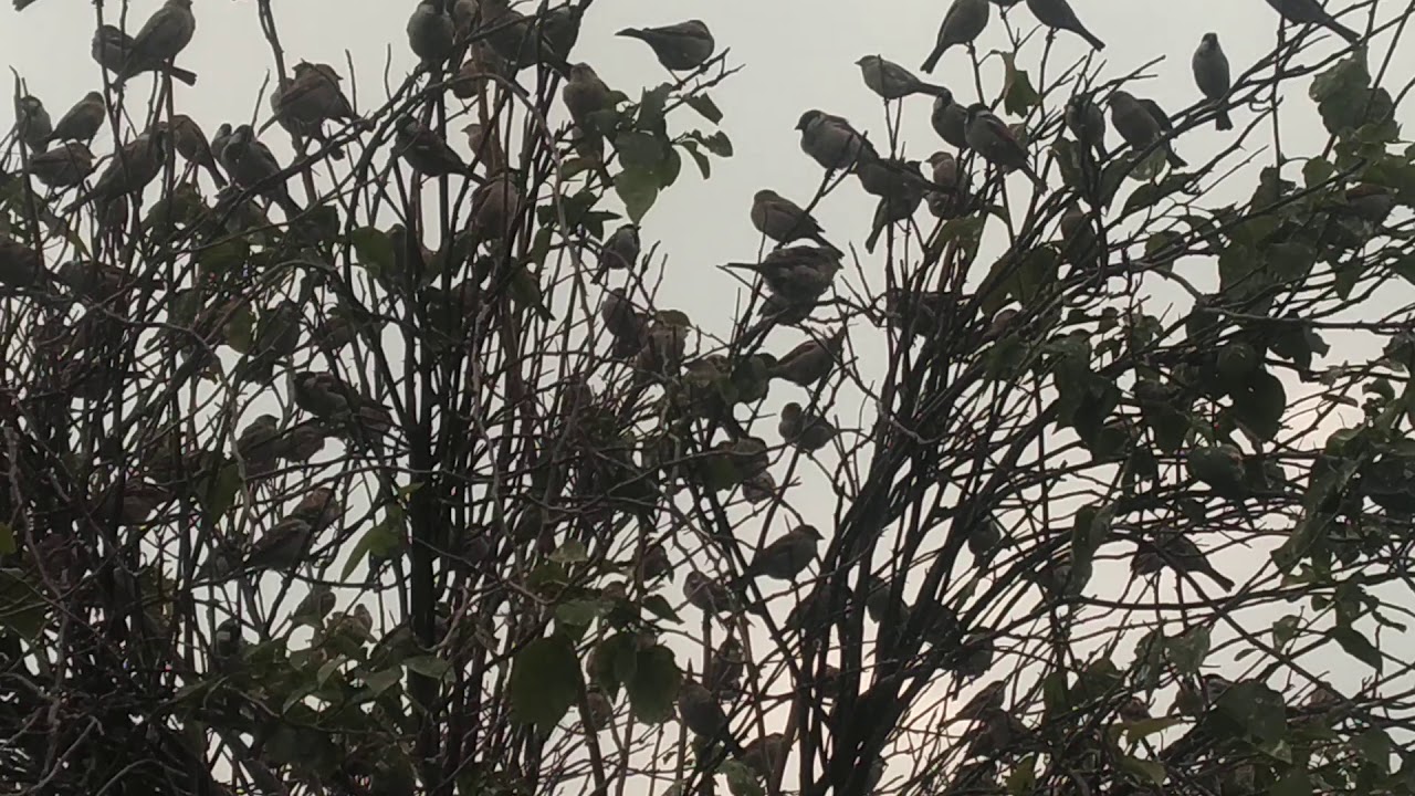 Group of house sparrowsin jaipur very rare1