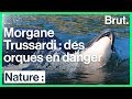 Interview brut  morgane trussardi sur la protection des orques