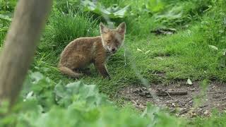 Fox cubs foraging for bird seed