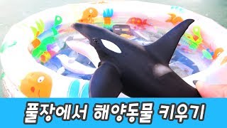 한국어ㅣ풀장에서 해양동물 키우기 어린이 동물 만화 동물이름 외우기 컬렉타ㅣ꼬꼬스토이