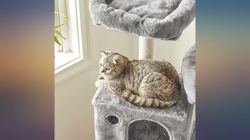 FEANDREA Cat Tree, Cat Tower with 2 Cat Caves, Hammock, 61 Inches, Cat Activity review