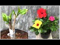 Cách ghép hoa dâm bụt nhiều màu trên một cây | Hibiscus