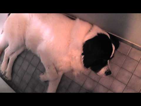 Video: Liikkuminen Surun Kautta Koirani Avulla