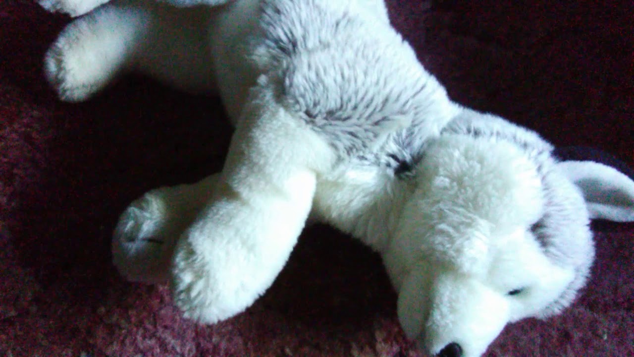 My old Stuffed Husky - YouTube
