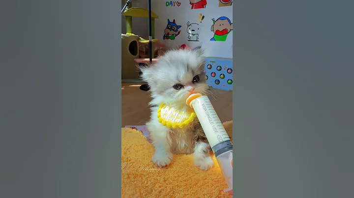 Video 11133771: cat kitten cutecat adorable, cat cute kittens adorable, kitten maine