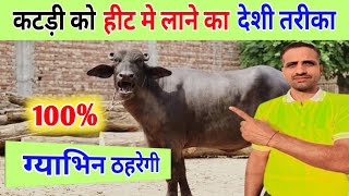 कटड़ी को हीट मे लाने का देशी तरीका 100% ग्याभिन ठहरेगी👍#Buffaloheat#Cowheat #Heifer heat formula 🐃🐄.