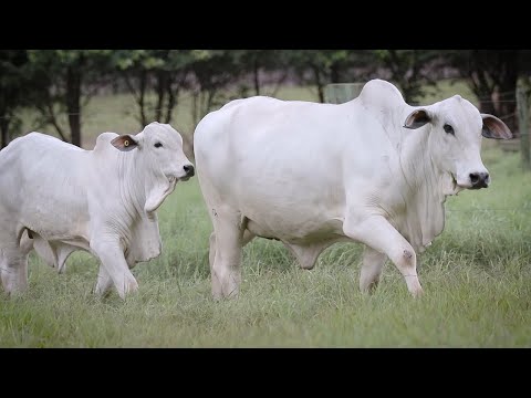 LOTE 112 - CSCN 15661