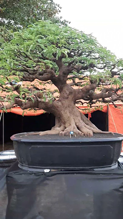 bonsai asam jawa jumbo  #bonsaijuara #bonsaiasam  #pameranbonsaibantul